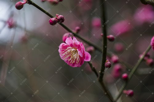 杭州植物园风景红梅花蕊摄影图高清摄影大图 千库网 