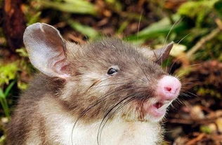 印尼发现新物种 长着猪鼻子的老鼠