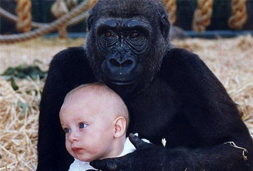 大猩猩会进化成人类吗 科学家让两者一起生活,会发生什么