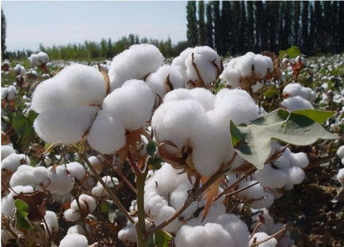 新疆棉涉及哪些上市公司