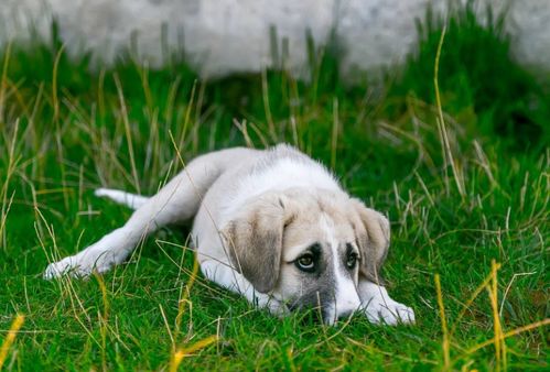 狗狗为什么爱吃草 都是这些问题在作怪,你别忽视了