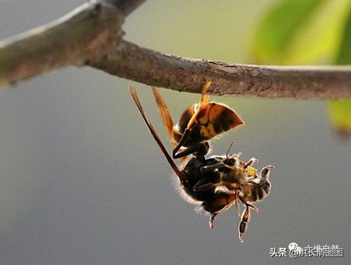 从 蜜蜂模拟器 出发浅谈电子游戏如何 定义 非人类生物