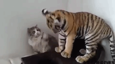 为什么猫和老虎长的那么像