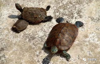 养殖乌龟,水栖类乌龟饲养事项,小技巧分享