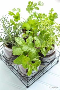 适合栽种在花盆中的8种香草植物,还能散发香味 