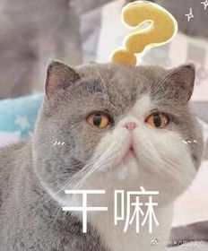 矮基猫卖萌表情 矮基猫表情包 1.0 高清版 