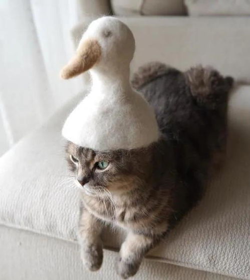 当你还在为猫毛困扰时,别人已用它做出了首饰 帽子和另一只小猫