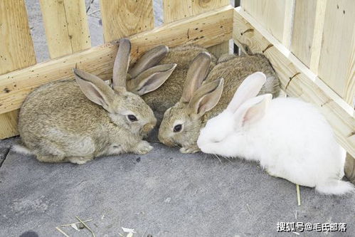 兔子养殖技术:养兔常见误区及注意事项,种公兔饲养管理要注意什么