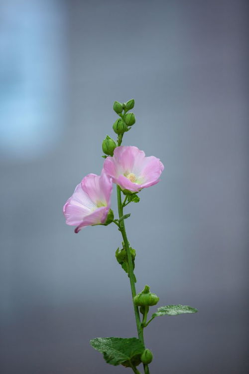 11月中旬,桃花运不佳,3星座为爱奋不顾身,不会受到外界干扰