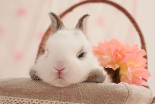 兔子的耳朵为什么那么长