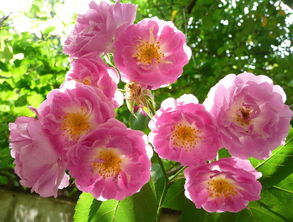蔷薇花表示什么含义 蔷薇花的人生哲理