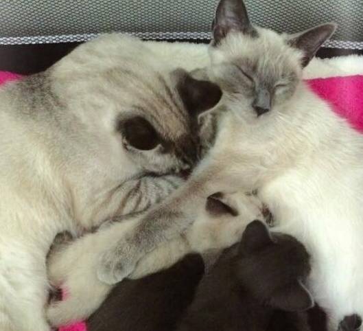 怀孕母猫与公猫被迫分开,产下5只小猫后,一家人再次重聚 