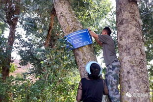 兰城街道开展古树名木挂牌保护工作