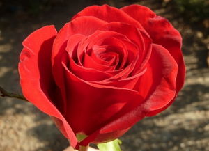 玫瑰的寓意和象征,玫瑰花的古诗词赏析和寓意