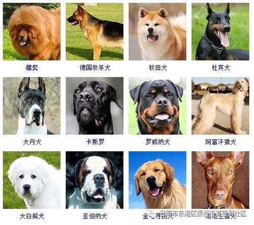 重要通知 关于城区禁养大型犬标准和烈性犬品种的通告 