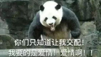 外国人有多爱熊猫