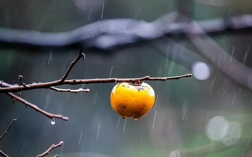 冬雨的句子短句唯美