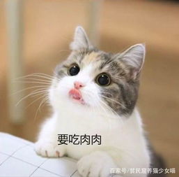 在日本一只田园猫咪也要一万块人民币,为何日本养猫那么贵
