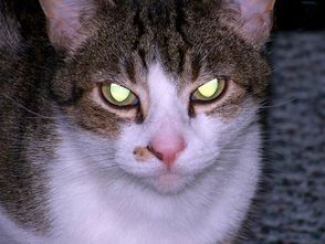 猫咪的眼睛为什么会在黑暗里发光