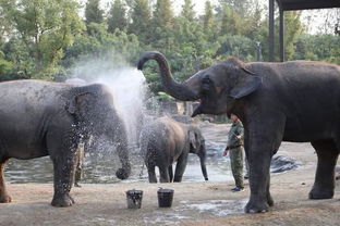 为什么大象用鼻子吸水不会被呛到 