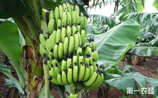 香蕉有什么功效作用 香蕉的种植技术