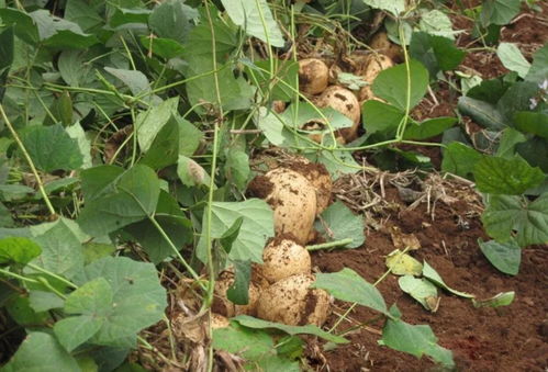 凉薯亩产可超万斤,种子有毒,5毛钱1斤,农民却大量栽种 腾讯新闻 