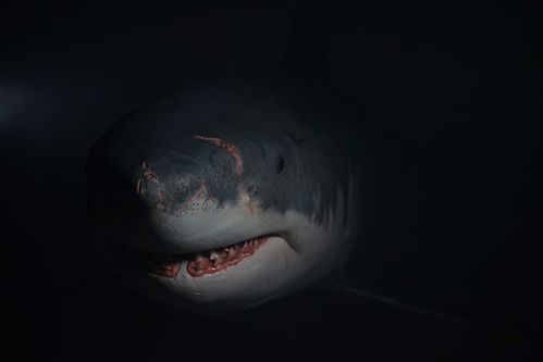 鲨鱼究竟能长多大 史上最大的鲨鱼经常被渔民误捕,而且出海就死