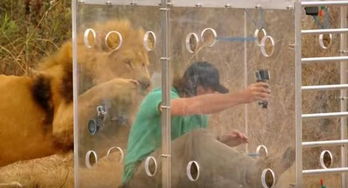 男子把自己装进玻璃箱,放入狮群中,结果后悔莫及