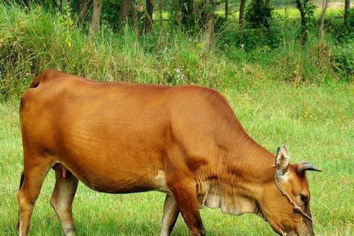 养土黄牛的利润与成本 鸟基地博客为你分享小黄牛的养殖前景