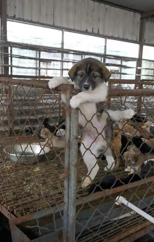 普洱肉食狗养殖肉狗养殖基地出栏的狗就不如大马自达一样快