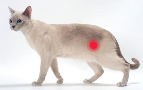 猫咪自发性膀胱炎是怎么造成的 有什么治疗方法