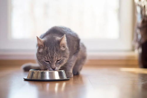 可怕 犬猫的食碗比马桶还脏1700倍