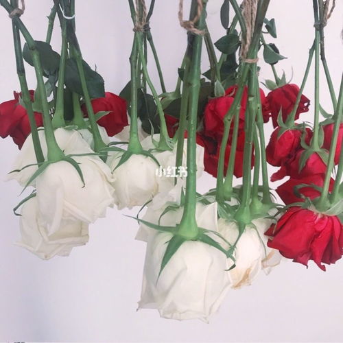 男朋友送的170朵玫瑰花1 做成干花 可以保存很久啦干花花束 玫瑰花 红玫瑰白玫瑰