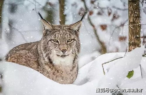 最喜欢守株待兔的猫科动物 不是在追兔子,就是在等待兔子