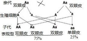 人类中决定双眼皮的基因 A 是显性基因.决定单眼皮的基因 a 是隐性基因.请完成下列遗传图解.父亲 母亲 Aa Aa精子基因A或a 卵细胞基因A或a子代基因组成AA或Aa或aa 