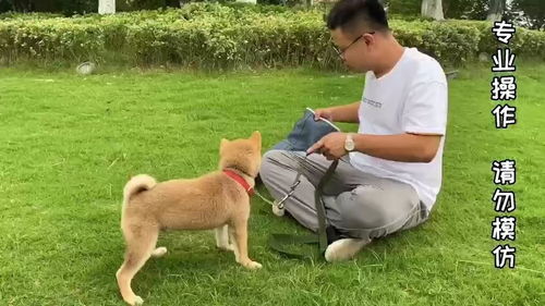 小狗狗不让摸一直咬怎么办 柴犬脱敏训练怎么做训狗视频 