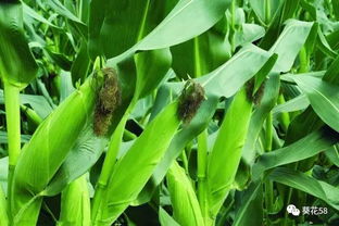 春播玉米的时间及播种方法,玉米的播种时间和种植方法