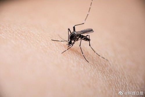 研究首次证实 蚊子不能传播新冠病毒