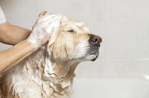 狗狗在这6种情况下,千万不能洗澡