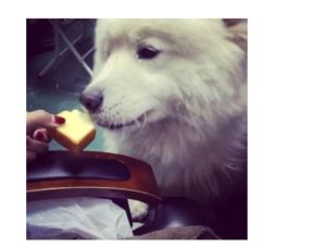 狗狗可不可以吃面包 