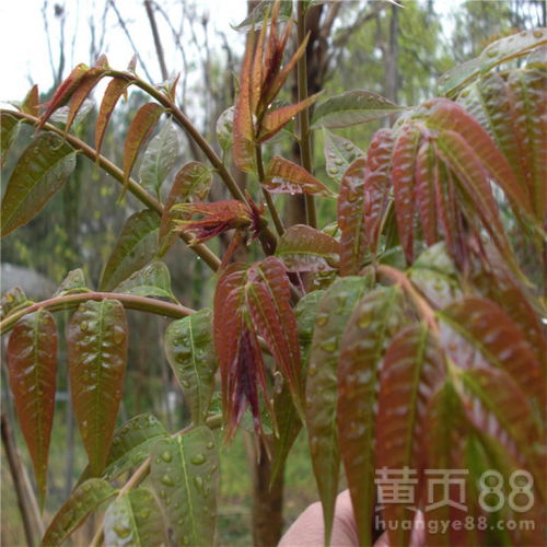 香椿树长什么样子,春芽树长什么样