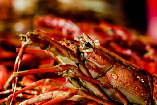 现在的红龙虾价格多少钱一斤 和澳洲龙虾有什么区别