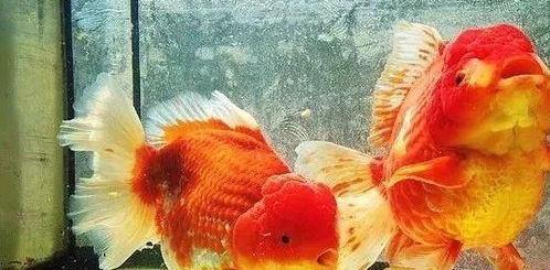 你养的金鱼能活多久 影响金鱼寿命的几个因素