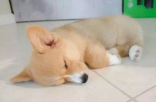 为什么这么冷的天了狗狗还喜欢睡地板 