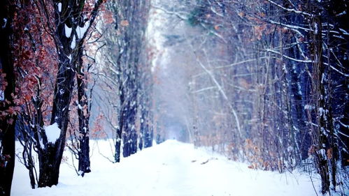 雪中提醒的范文图片—雪中誓约补丁怎么用？