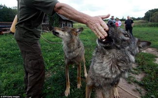 俄罗斯家庭一直驯养狼当宠物,女儿可以骑在狼身..