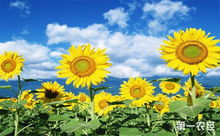 太阳花种植技术和注意事项,阔叶太阳花怎么养