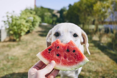 给狗狗喂食水果的三大误区,你中招了吗
