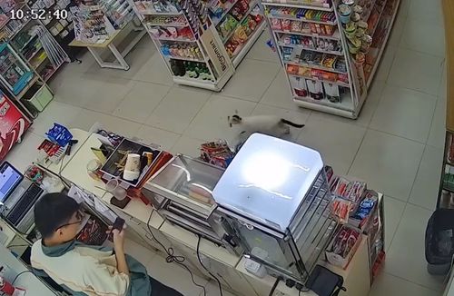可爱 河南一流浪猫偷偷溜进超市叼火腿肠,临走前还瞄了店主一眼