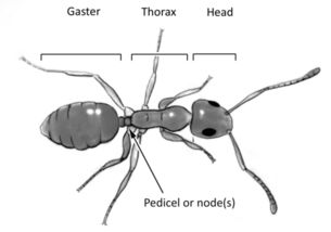 怎么区分蚂蚁和白蚁 